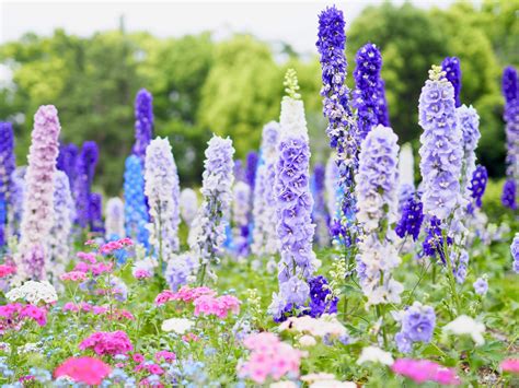 花植物|花の名前一覧（名前や開花時期、画像から検索） 